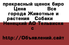 прекрасный щенок биро › Цена ­ 20 000 - Все города Животные и растения » Собаки   . Ненецкий АО,Тельвиска с.